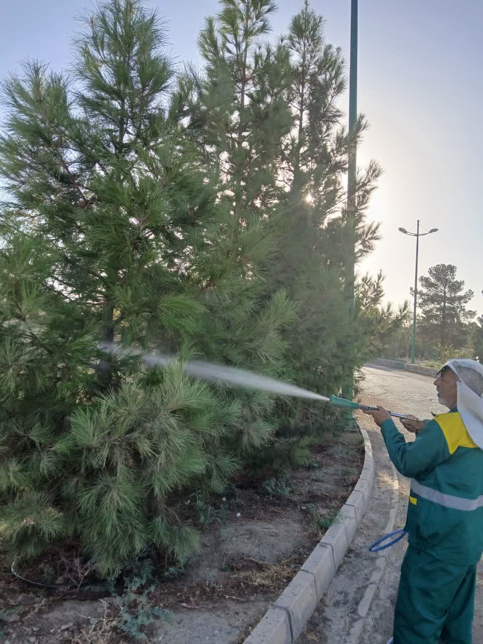 شستشو و سم‌پاشی 165 هزار اصله درخت/هزینه 750 میلیارد ریالی نگهداری فضای سبز پردیسان قم